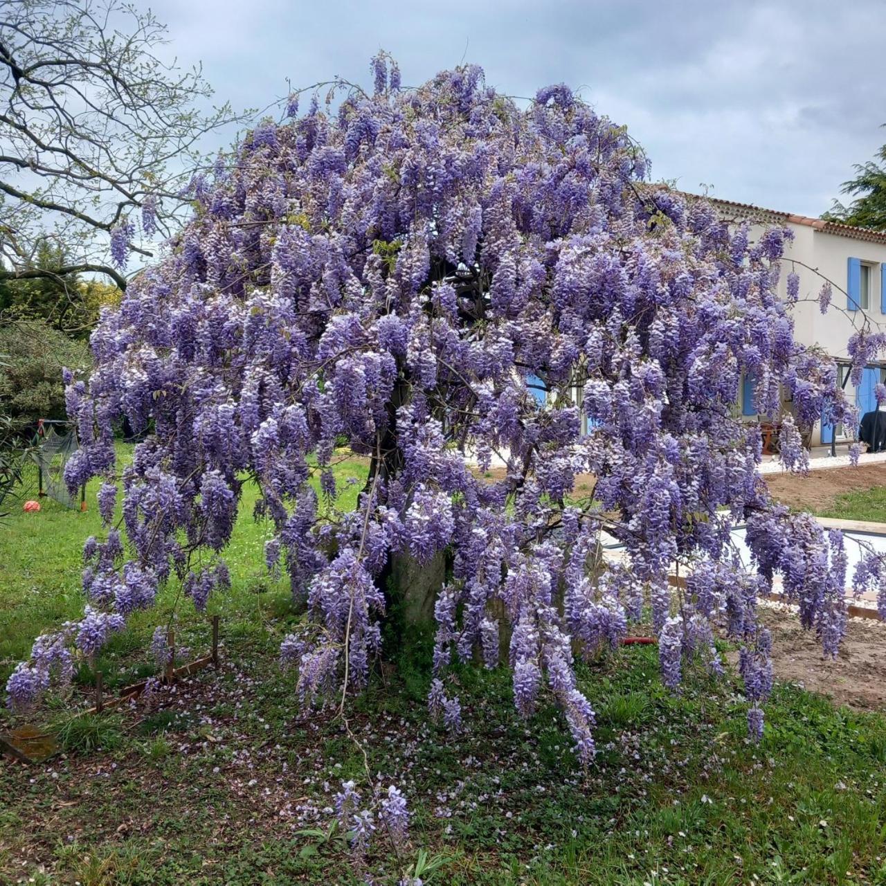 Le Petit Mas Des Alpilles En Provence Villa Saint-Étienne-du-Grès Exteriör bild